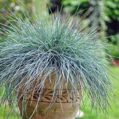 Kék csenkesz 10cm „Festuca Glauca Intense Blue”