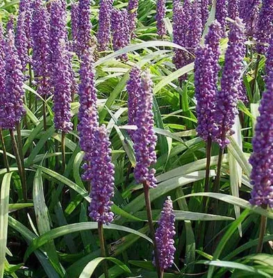 Gyöngyikés gyepliliom 20-30cm „Liriope Muscari Moneymaker”