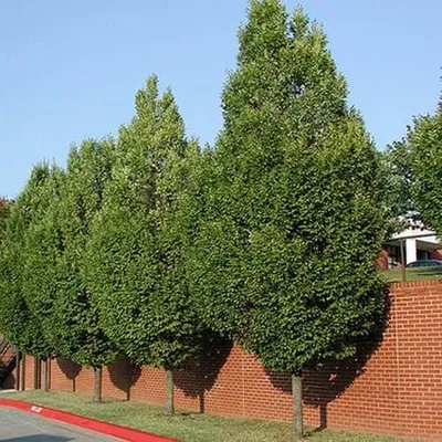 Oszlopos Gyertyán 200cm „Carpinus betulus Fastigiata”