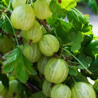 Magastörzsű egres „Pallagi óriás” 100cm „Ribes uva-crispa”