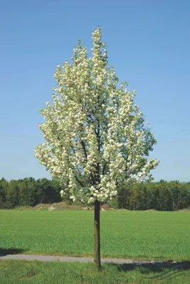 Kínai díszkörte 400cm „Pyrus Calleryana Chanticleer” (konténeres kertészeti áru)