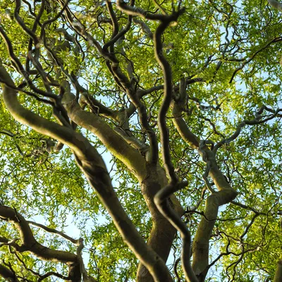 Spirálfűz 100cm „Salix Matsudana Tortuosa”