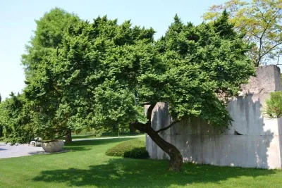 Törpe szil 30-40cm „Ulmus Elegantissima Jacqueline Hillier”