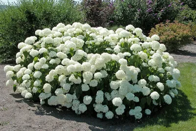 Cserjés Hortenzia „Annabelle” Fehér 50cm „Hydrangea arborescens” (Cserepes Virágzó Dísznövény)