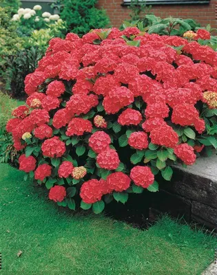 Kerti Hortenzia „Red Power” Piros 20-30cm „Hydrangea macrophylla”