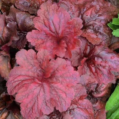 Tűzeső „Fire Alarm” 20cm „Heuchera”