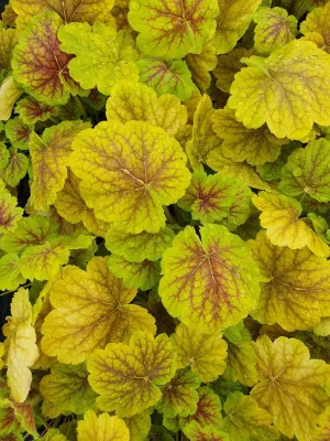 Tűzeső „Northern Exposure Sienna” 20cm „Heuchera”