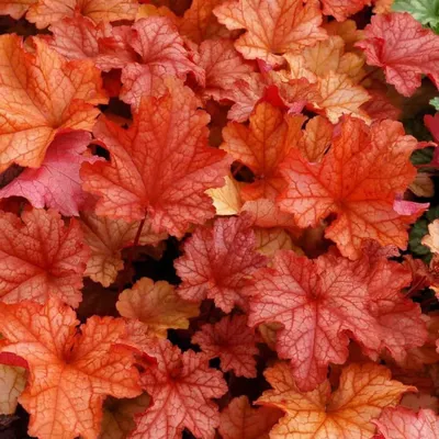Tűzeső „Paprika” 20cm „Heuchera”