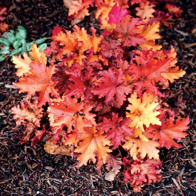 Tűzeső „Zipper” 20cm „Heuchera”