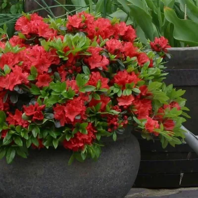 Havasszépe „Geisha Orange” Narancspiros 20-30cm „Rhododendron hybridum”
