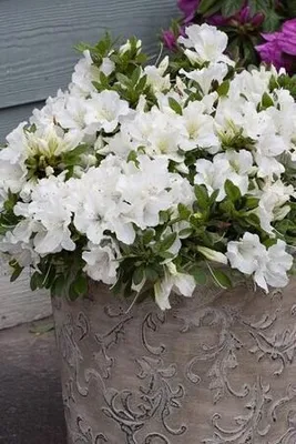 Havasszépe „Geisha Weiss” Fehér 20-30cm „Rhododendron hybridum”