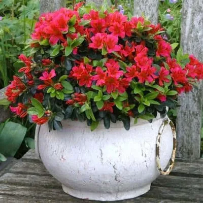 Havasszépe „Geisha Red” Vörös 20-30cm „Rhododendron hybridum”
