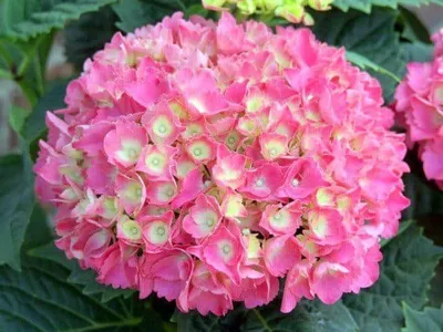 Kerti Hortenzia „Schöne Bautznerin” Világos rózsaszín 20-30cm „Hydrangea macrophylla”