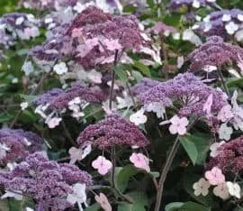 Érdes levelű Hortenzia Lila-fehér 30cm „Hydrangea aspera”