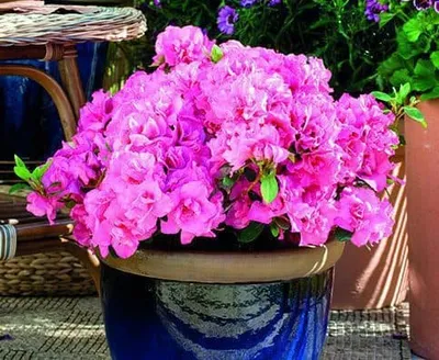Havasszépe „Geisha Pink” Rózsaszín 20-30cm „Rhododendron hybridum”