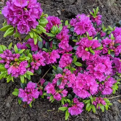 Havasszépe „Geisha Purple” Lila 20-30cm „Rhododendron hybridum”