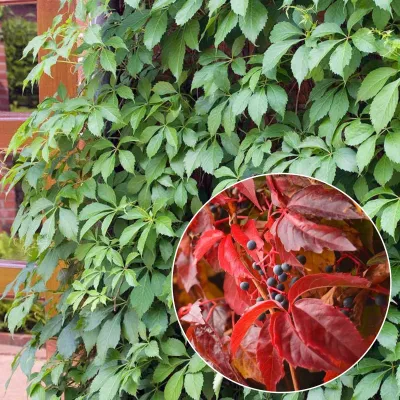 Kacsos Vadszőlő 100cm „Parthenocissus quinquefolia” (cserepes kúszónövény)