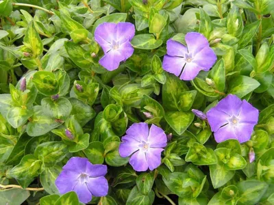 Sárga tarka levelű Nagy Meténg 30cm „Vinca major Maculata”