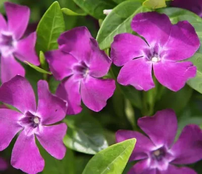Kis Meténg Bíborlila 10cm „Vinca minor Atropurpurea”