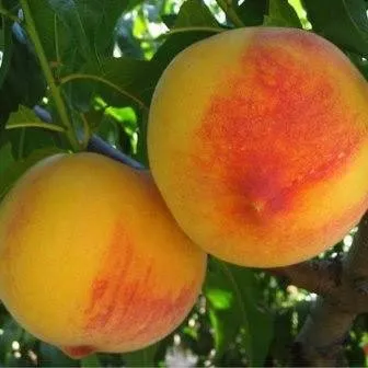 Őszibarack „Babygold 6” 150cm (Konténeres)