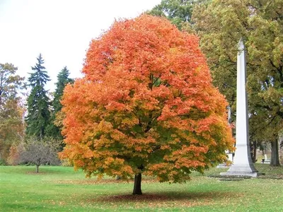 Kanadai Juhar 100cm „Acer saccharinum”