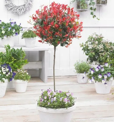 Magastörzsű Korallberkenye 150 cm „Red Robin” „Photinia fraseri”