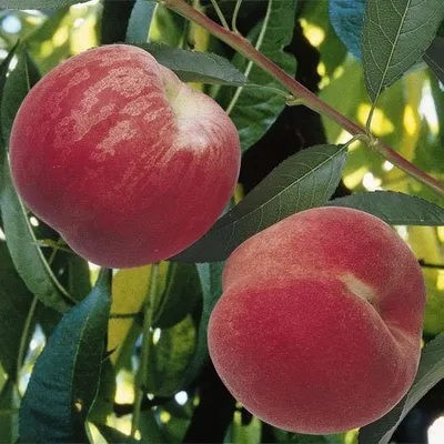 Őszibarack „Dixired” 100cm (Konténeres)