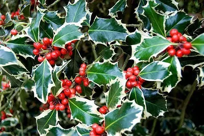 Feher tarka levelű Magyal FA 100cm „Ilex aquifolium Argenteomarginata”