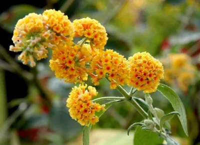 Nyári Orgona „Sungold” SÁRGA 30-40cm „Buddleia weyeriana”