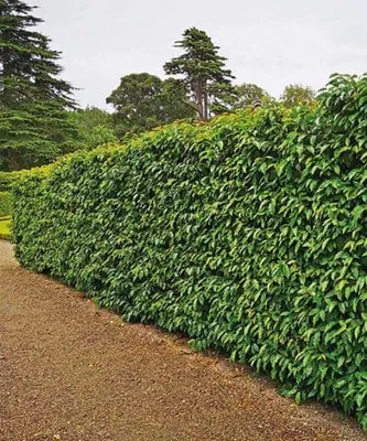 Portugál babérmeggy „Prunus laurocerasus Angustifolia” 30cm
