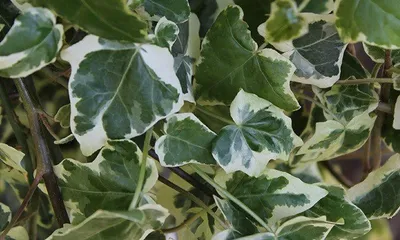 Fehér-tarka levelű borostyán 30-40cm „Hedera helix Glacier”