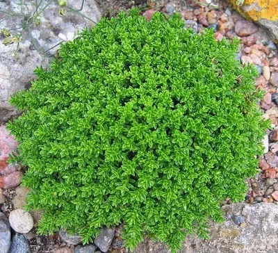 Veronikacserje 10cm „Hebe x Hybrida”