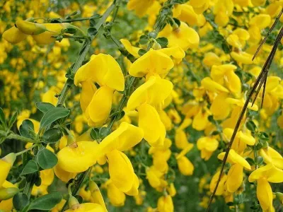 Zanót „Allgold” CITROMSÁRGA 30-40cm „Cytisus praecox”