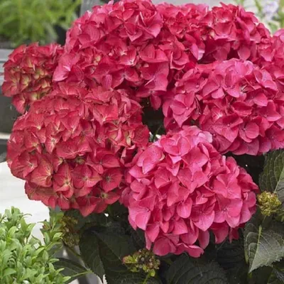 Kerti Hortenzia „Dark Angel” Bordó levelű Piros virágú 20-30cm „Hydrangea macrophylla”