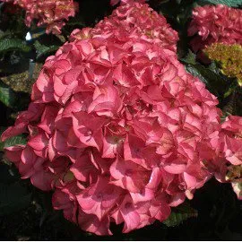Kerti Hortenzia „Silky Pink” Bordó levelű Rózsaszín virágú 20-30cm „Hydrangea macrophylla”