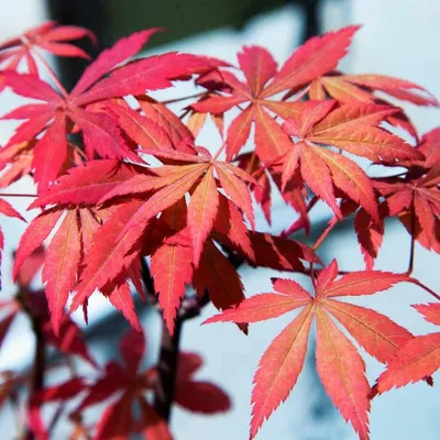 Japán Juhar „Skeeters Broom” 120 cm „Acer palmatum” Élénk vörös japánjuhar
