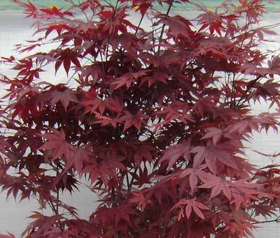 Japán Juhar „Red Emperor” 150cm „Acer palmatum” japánjuhar
