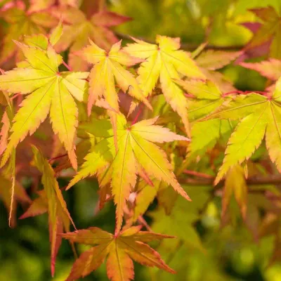 Japán Juhar „Summer Gold” 100 cm „Acer palmatum” Arannysárga lombú Japánjuhar