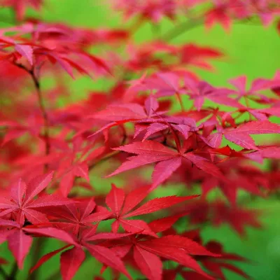 Japán Juhar „Trompenburg” 150cm „Acer palmatum” japánjuhar