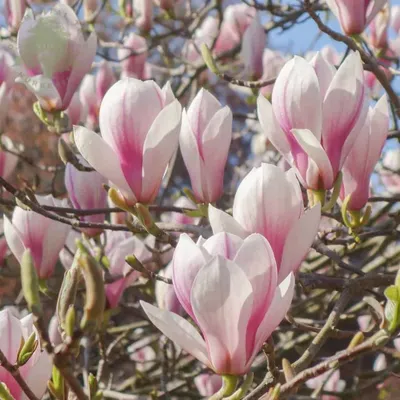 Magnolia „Soulangeana” 60 cm Nagyvirágú Liliomfa