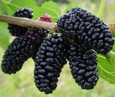 Fekete eperfa 200 cm „Morus nigra”