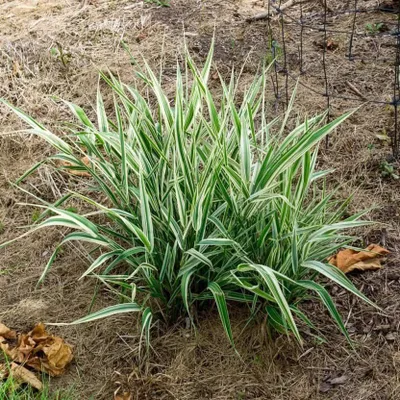 Csíkos Pántlikafű 30cm „Phalaris arundinacea Picta”