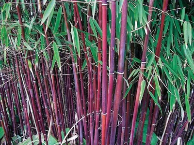 Vörös szárú Panda bambusz 100 cm „Fargesia rufa Red Panda”