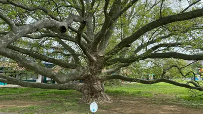 Platánfa 400 cm “Platanus acerifolia” (konténeres kertészeti áru)