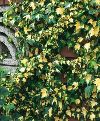 Arany-tarka levelű Borostyán 20-30cm „Hedera helix Goldheart”