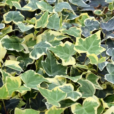 Sárga-tarka levelű Borostyán 20-30cm „Hedera helix Goldchild”
