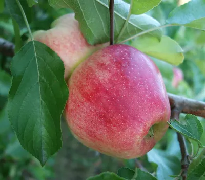 Alma „Mollies Delicious” 150cm (Szabadgyökeres)