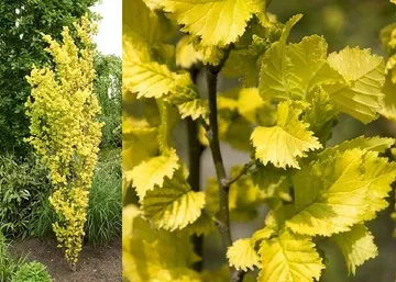 Oszlopos Aranysárga Szil 125cm „Ulmus hollandica Wredei” (gyökércsomagolt díszfaáru)