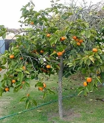 Datolyaszilva „Loto” 150cm Kakiszilva „Diospyros kaki”