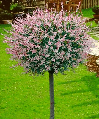 Japánfűz „Flamingo” Rózsaszín 150 cm „Salix integra” Gömb I. osztályú